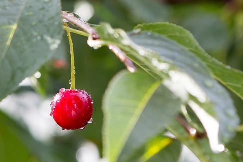 Cherry Rain