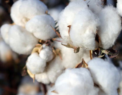 Stacked Income Protection (STAX)