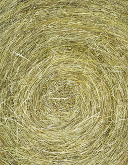 Supplemental Coverage Option